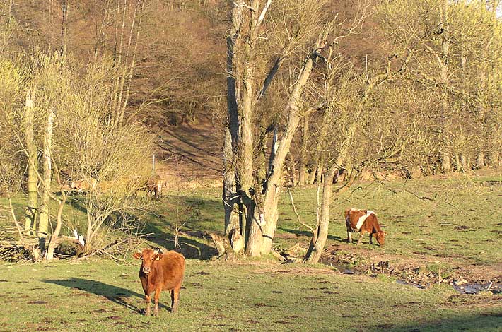 Rinderweide bei der Rauscherm&uuml;hle