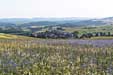 Feldblumen am Reiserberg mit Weitblick auf die Sickinger Höhe