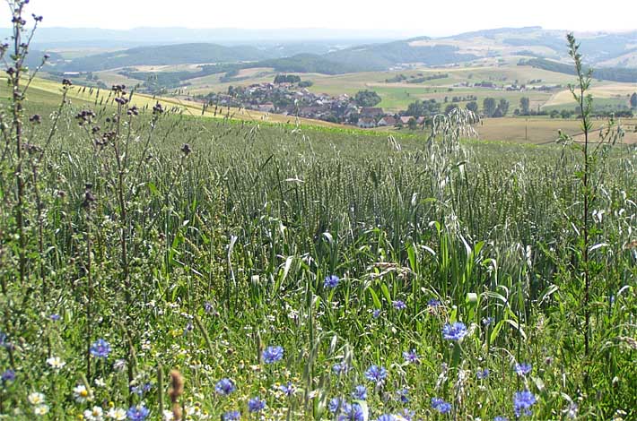 Kornblumen mit Blick über Schallodenbach in südliche Richtung