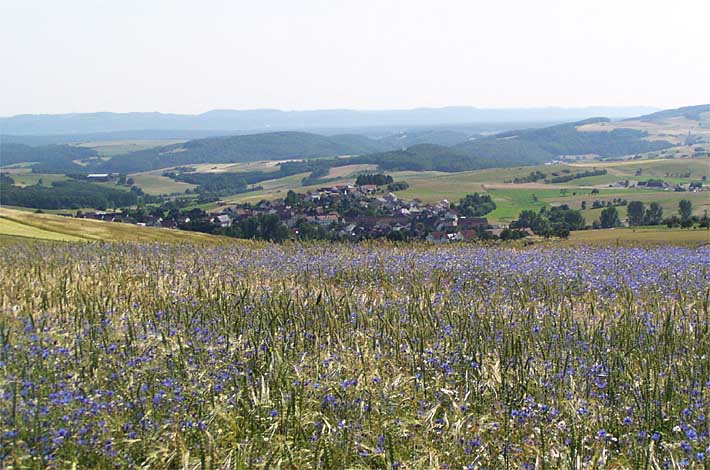 Feldblumen am Reiserberg mit Weitblick auf die Sickinger Höhe