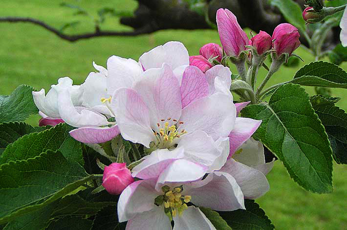 Apfelbl&uuml;te